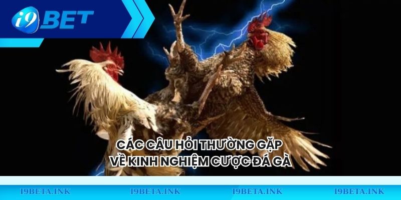 Các câu hỏi thường gặp về kinh nghiệm cược đá gà